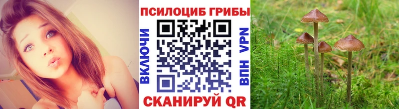 купить   Переславль-Залесский  Галлюциногенные грибы прущие грибы 